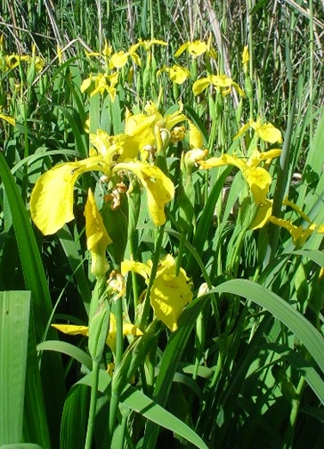 Iris nel Parco Nazionale del Gargano